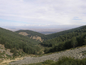 Vista en miniatura