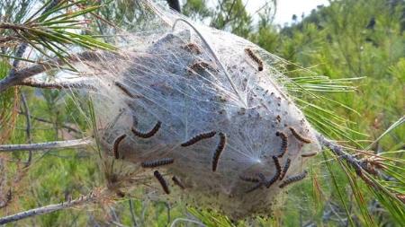 Imagen BANDO PLAGA DE PROCESIONARIA DEL PINO