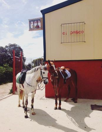 Imagen ESCUELA HÍPICA 